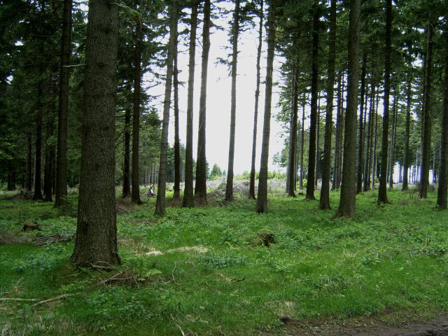Schmalkalden Wald
